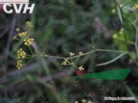 黃花鴨跖柴胡 