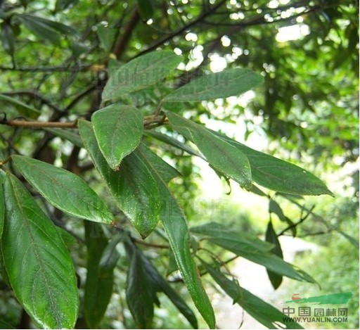 香楠 水棉木、臺北茜草樹