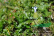 絹毛藍鐘花 