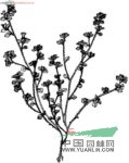 裂葉藍(lán)鐘花 