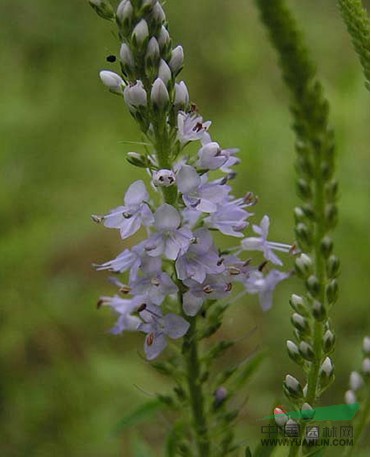 水蔓菁 救荒本草，追風(fēng)草（河北）