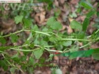 同鐘花 