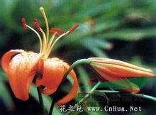 湖北百合