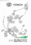 積雪草 崩大碗、落得打