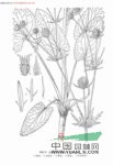 細葉芹 香葉芹