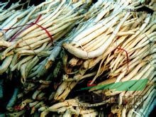 川明參 明參，沙參、明沙參、土明參