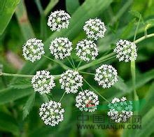 毒芹 走馬芹 野芹、毒人參、斑毒芹等