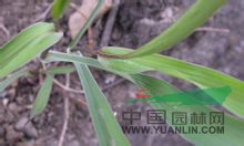 竹葉柴胡 北柴胡、紫柴胡、竹葉防風(fēng)