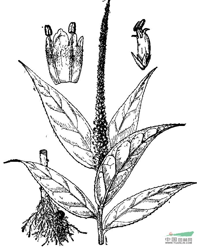 美穗草 黑升麻、高山四方麻(云南)，咳藥、葉下紅、小寒藥、反背紅