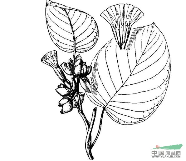 白花銀背藤 山牡丹（滇東南），葛藤、跌打王、白牛藤、白面水雞、藤續(xù)斷，旋花藤、白背藤、芡藤（廣西）。