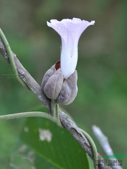 大葉銀背藤 小團(tuán)葉、羊角藤（臨滄），猴子煙袋花（勐海）。