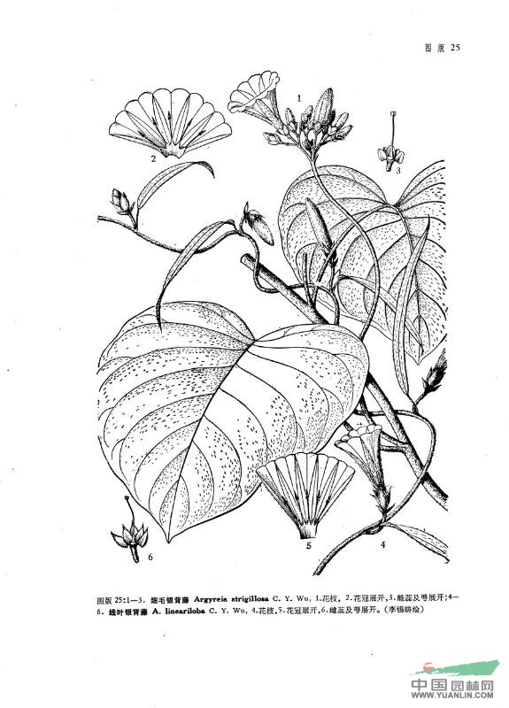線葉銀背藤 