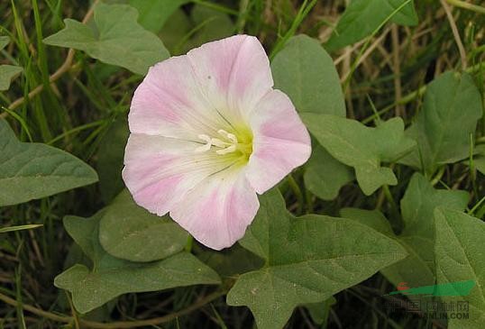打碗花 小旋花、兔耳草
