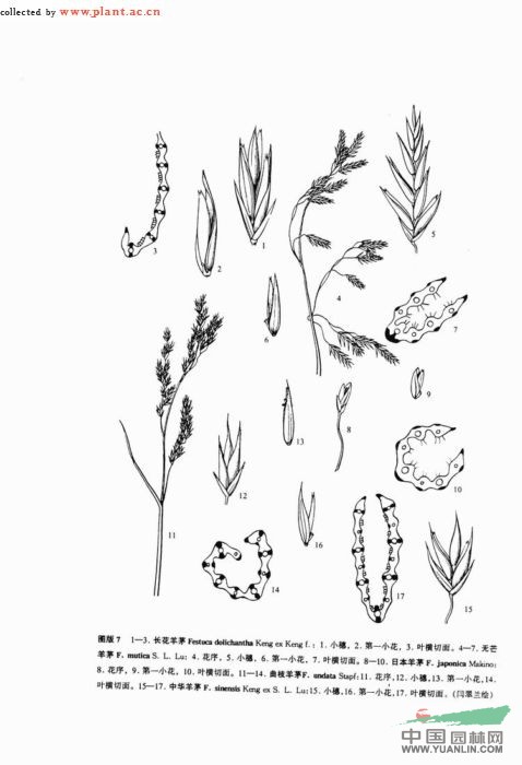 無芒羊茅 