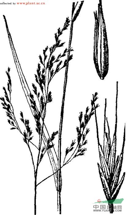 遠(yuǎn)東羊茅 