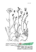 一年風(fēng)鈴草 