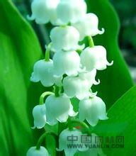 云南風(fēng)鈴草 