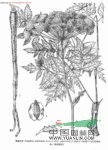 峨眉當(dāng)歸 羌活、野當(dāng)歸、巖白芹、騷羌活、當(dāng)歸、香白芷