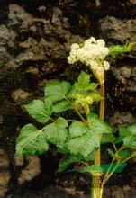 拐芹 拐子芹、倒鉤芹、紫桿芹、山芹菜、獨(dú)活、白根獨(dú)活、拐芹當(dāng)歸