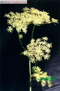 黑水當(dāng)歸 朝鮮白芷、阿穆個(gè)獨(dú)活、叉子芹、碗兒芹