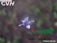 長(zhǎng)萼堇菜 