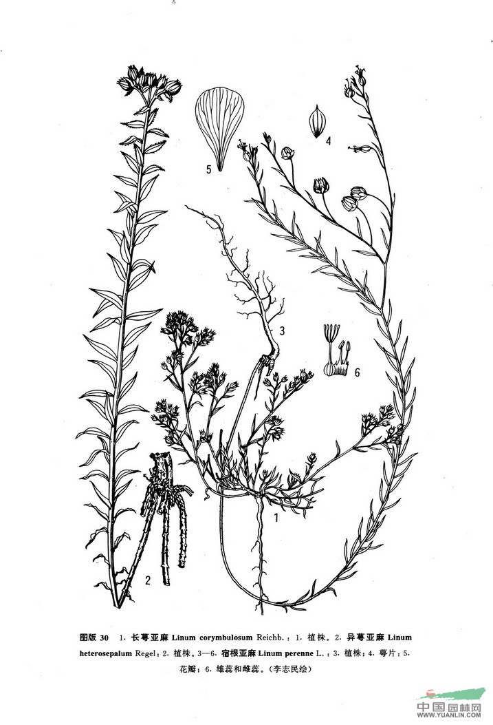 長(zhǎng)萼亞麻 