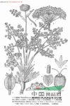 刺尖前胡 刺尖石防風(fēng)(東北植物檢索表)