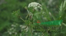 華中前胡 光頭獨活(四川萬縣、巫山、巫溪)