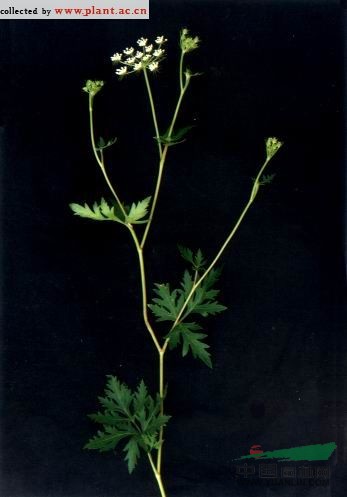 石防風(fēng) 小芹菜，山香菜(遼寧)、哈丹—疏古日根(內(nèi)蒙古)