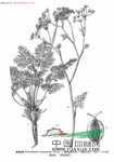 竹節(jié)前胡 竹節(jié)防風(fēng)(四川涪陵、武隆)
