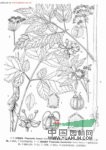 川鄂茴芹 