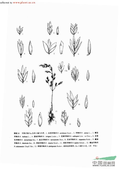 仰臥早熟禾 