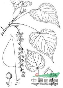 柔毛楊(原變種)