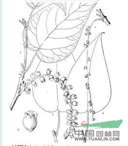 圓齒亞?wèn)|楊 