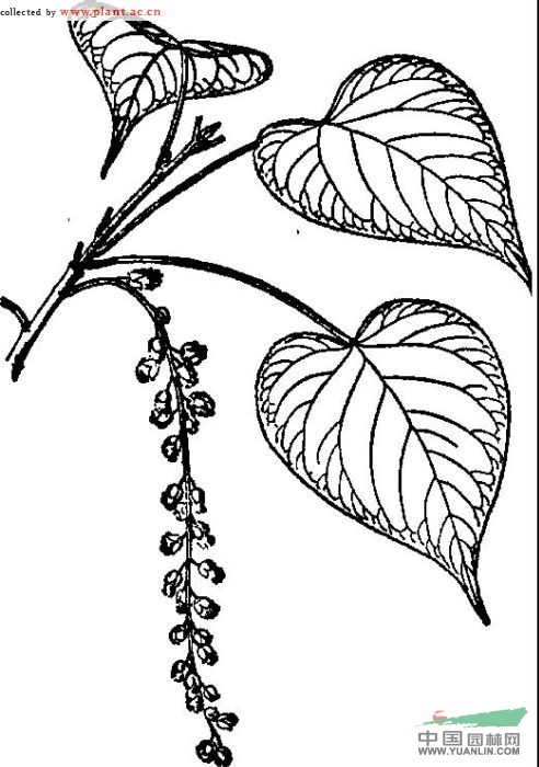 緣毛楊 