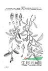 長蕊柳(原變種) 