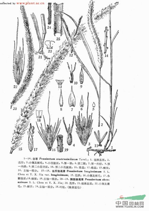 長序狼尾草 