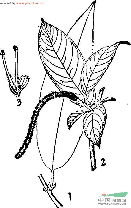 長葉柳(原變種) 