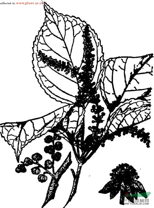 白桐樹(shù) 