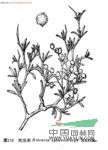 泡泡刺 球果白刺、膜果白刺