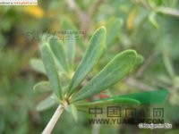 小果白刺 西伯利亞白刺、小葉白刺、海棗、地棗、葡萄稞子、哈蟆兒