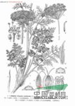 闊鞘巖風 