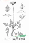 羽苞藁本 山芹菜(四川、云南)