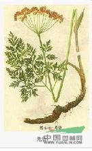 羌活 羌青、護(hù)羌使者、胡王使者、羌滑、退風(fēng)使者、黑藥