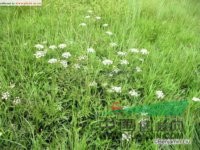 水芹 水英、細(xì)本山芹菜、牛草、楚葵、刀芹、蜀芹、野芹菜