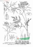 西南水芹 野芹菜(江西)，野芫荽(廣西)，細葉水芹(秦嶺植物志)
