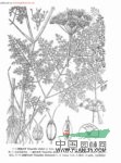 細葉水芹 野芹菜(江西)