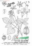 少花茴芹 