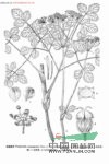 蓍葉茴芹 