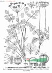 臺灣茴芹 